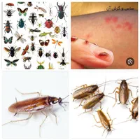 سمپاشی با ضمانت کتبی دریک مرحله سم پاشی ساس ،سوسک