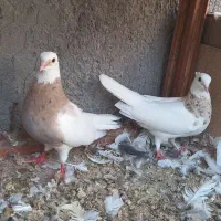 طوقی سرور و شکار پرشی
