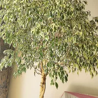 گل بنجامین