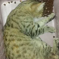 گربه مهربون به اسم جیران