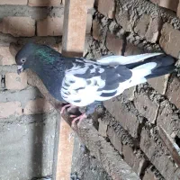 کبوتر سینه دم سیاه
