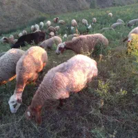 گوسفند و بره