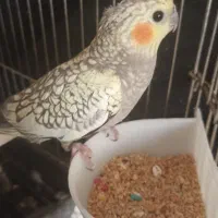 عروس هلندی گل باقالی