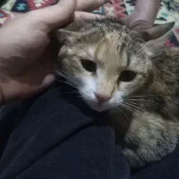 واگذاری گربه 1سال 2ماهه باردار خوشگل  آروم
