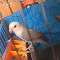 طوطی برزیلی نر رنگ خاص ۱ ساله