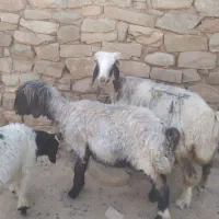 دو عدد میش با بره نر تخمی