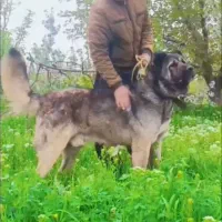 سگ سرابی غول سراب