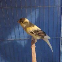 پرنده قناری بخون