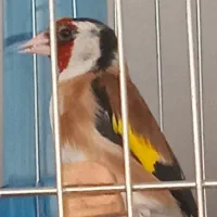 سهر نر تعویض با کرمونی