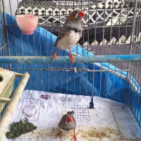 فنچ