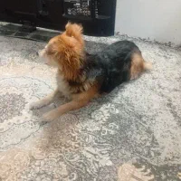 سگ پاکوتاه