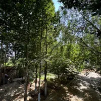 1250متر-سند-تک-برگ-قیمت-مناسب