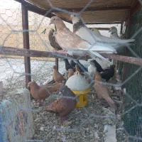 کبوتر