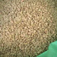 عدس روسیه عمده
