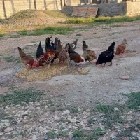 مرغ محلی کردی