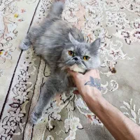 گربه نژاد پرشین سوپر فلت رگ اسکاتیش
