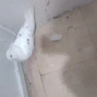 کفتر
