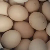 تخم مرغ