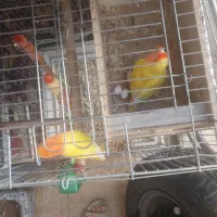 پرنده