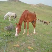 اسب|حیوانات مزرعه|قلقل رود, |دیوار
