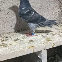پلاکی
