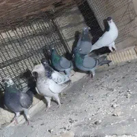 کفتر پلاکی