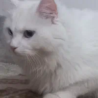 گربه پرشین