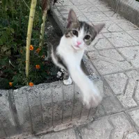 واگذاری بچه گربه