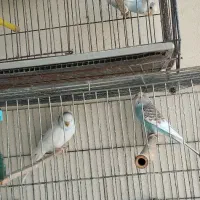 فروش مرغ عشق وقفس