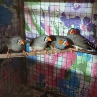 دو جفت فنچ مولد