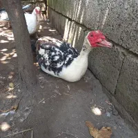اردک اسرائیلی نر