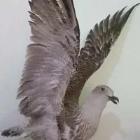 پرنده دکوری