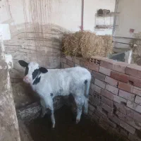 گوساله نر سه ماهه