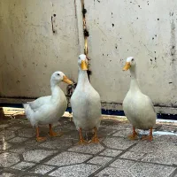 اردک دو تا ازشون نره یکی ازشون ماده