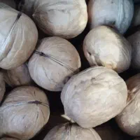 گردو جامبو
