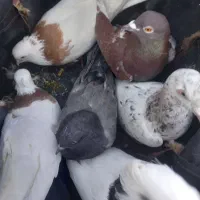 ۶عدد کبوتر فروش