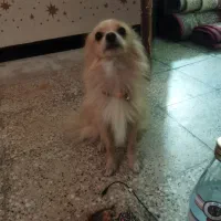 اشپیتز