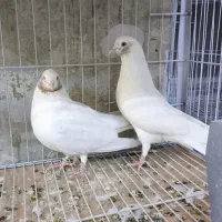 سله دوستان
