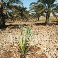 فروش زمین