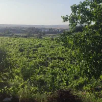 باغ-انگور