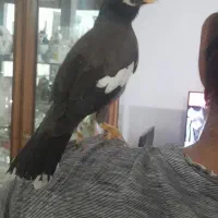 مرغ مینا