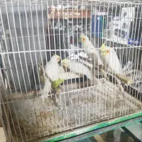 پرنده عروس هلندی