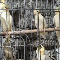 فروش طوطی عروس و فنج نرگسی