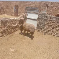 میش زایده بره ماده