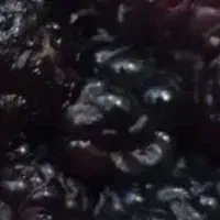 شاهتوت جون وتازه چیده شده چندکیلویی هست
