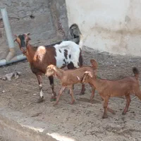 کهره گیسه بز خود بندرعباس با قصابی