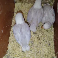 جوجه کوتوله یاسی کم رنگ