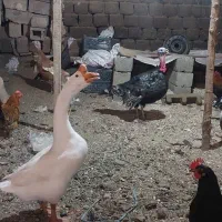 فروش غاز و بوقلمون