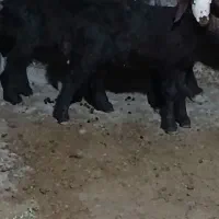 میش دوقلوزا.جوان.اصل جنس.بره ها روغنی.درجه ۱