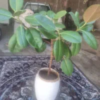 گل طبیعی سر سبز وزیبا